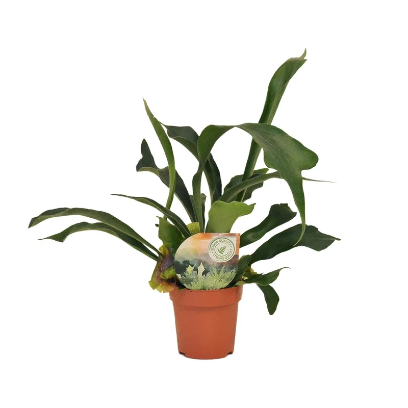 Platycerium bifurcatum – Hirschgeweihfarn – 12 cm Topf, 35 cm hoch