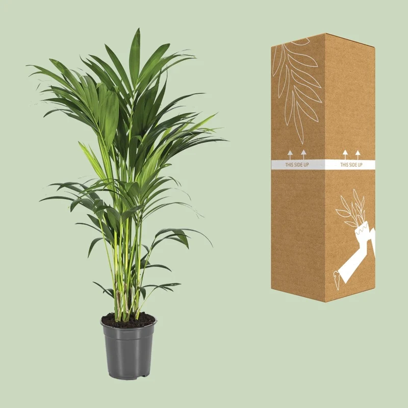 Howea forsteriana – Kentia-Palme – verschiedene Größen – ab 21 cm Topf