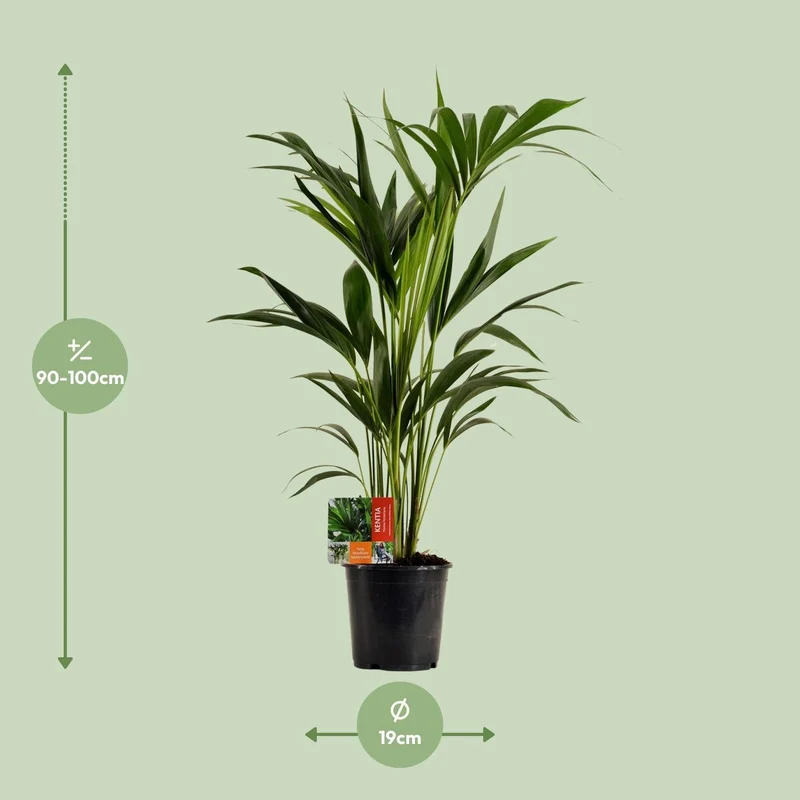 Howea forsteriana – Kentia-Palme – verschiedene Größen – ab 21 cm Topf