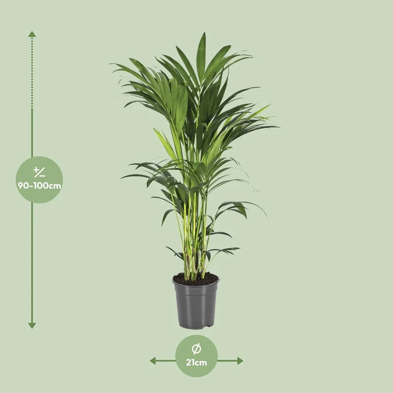 Howea forsteriana – Kentia-Palme – verschiedene Größen – ab 21 cm Topf