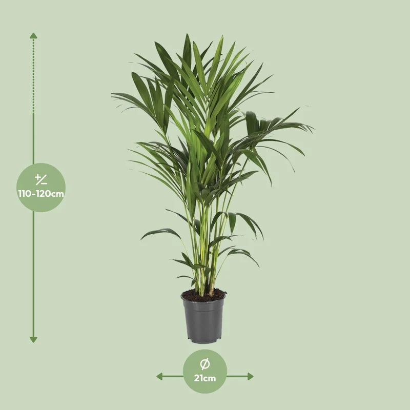Howea forsteriana – Kentia-Palme – verschiedene Größen – ab 21 cm Topf