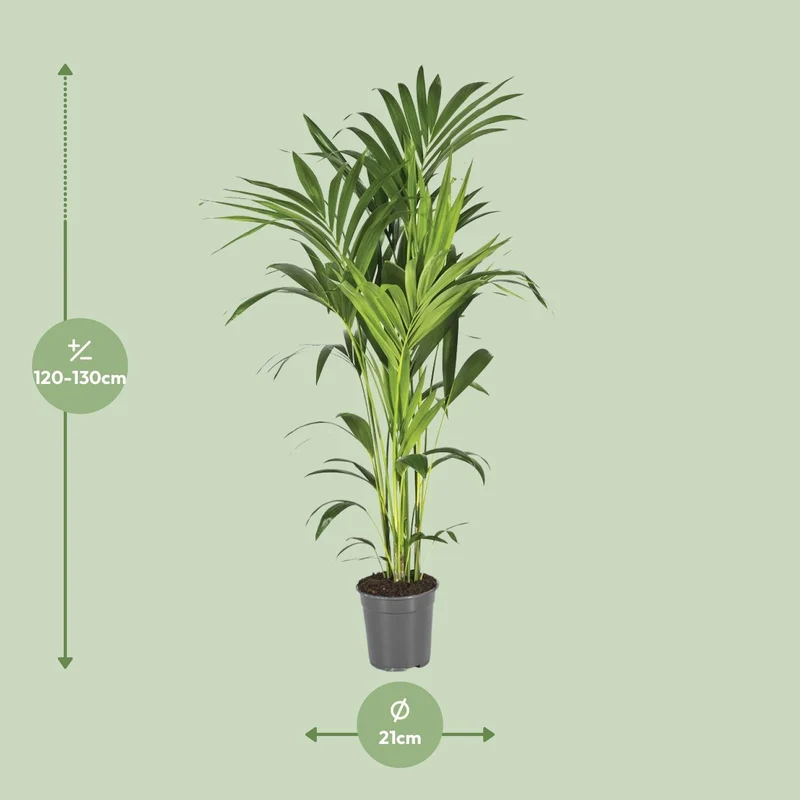 Howea forsteriana – Kentia-Palme – verschiedene Größen – ab 21 cm Topf