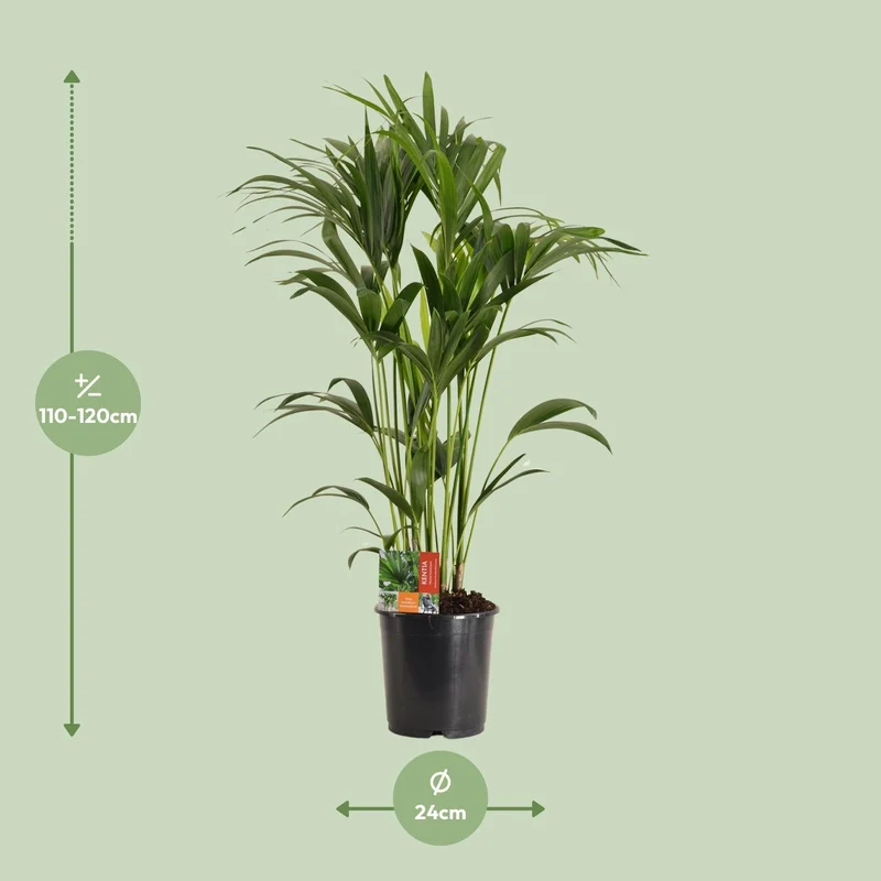Howea forsteriana – Kentia-Palme – verschiedene Größen – ab 21 cm Topf