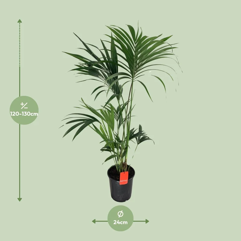 Howea forsteriana – Kentia-Palme – verschiedene Größen – ab 21 cm Topf