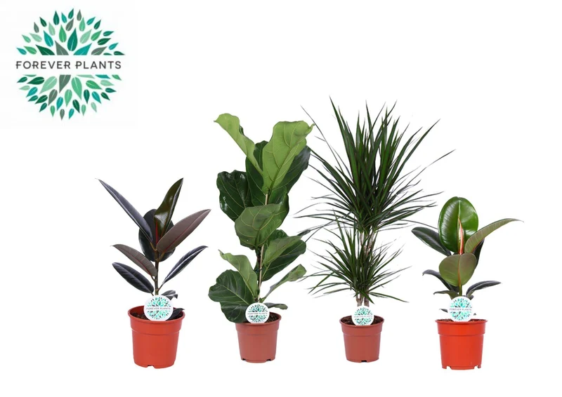 Zimmerpflanzen Grüne Mischung ‘Lopez’ – 4 Pflanzen – 17 cm Topf, 55–75 cm hoch