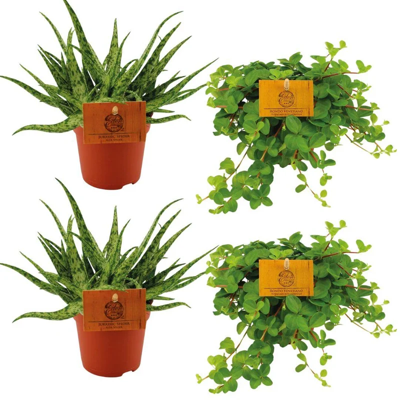2x Aloe ‘Spider’ & 2x Peperomia rotundifolia – 4 Pflanzen – 10,5 cm Topf, 10 cm hoch