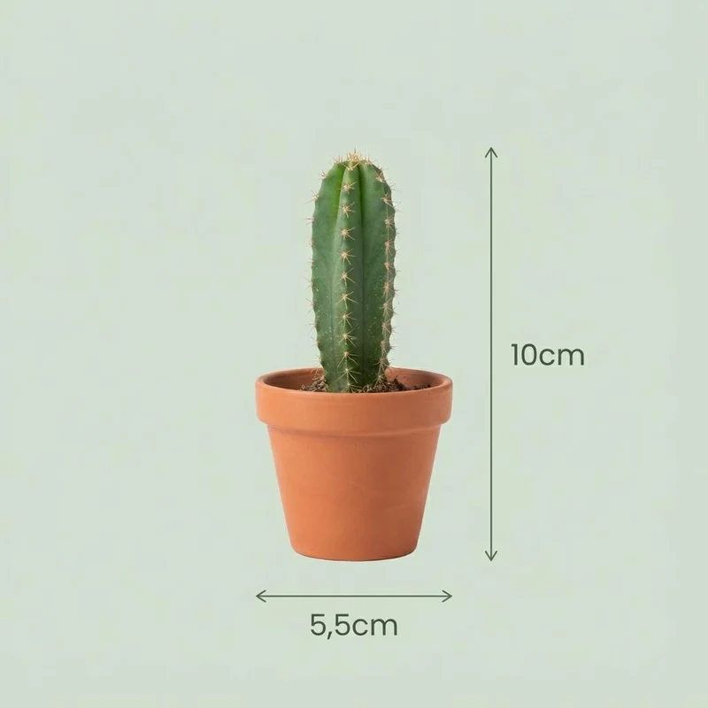 Mini Kakteen & Sukkulenten Mix – 8,1 cm Topf, 5–10 cm hoch, im Terrakottatopf