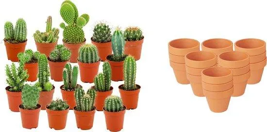 Mini-kaktussamling – i naturlige terrakottapotter 8 cm, 5-10 cm høje