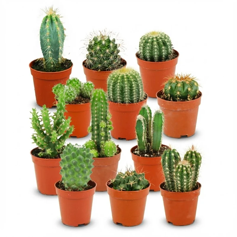Set de mini-cactus – pot de 5,5 cm, 5–10 cm de hauteur