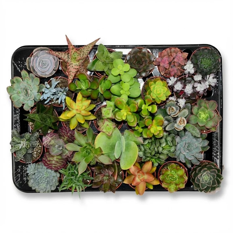 Mini Sukkulenten Mix – Ø 8,1 cm Topf, 5–10 cm hoch