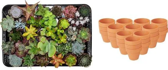 Mieszanka mini sukulentów – Ø 8,1 cm, wys. 5–10 cm, w doniczce terakotowej