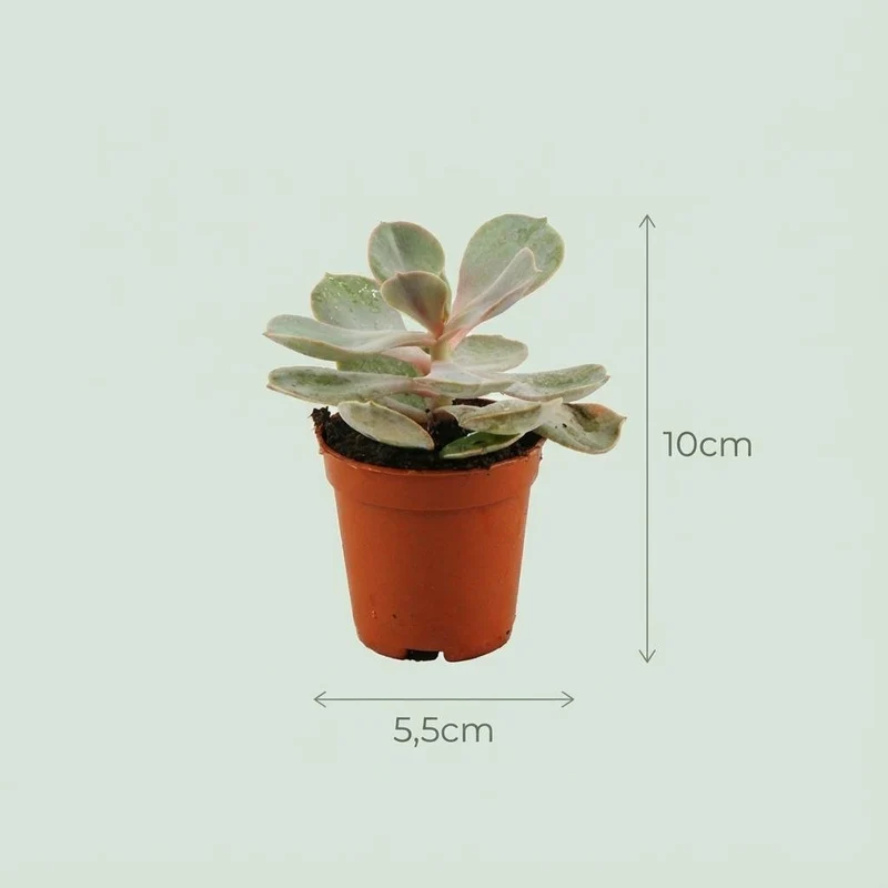 Mieszanka mini sukulentów – Ø 8,1 cm, wys. 5–10 cm, w doniczce terakotowej