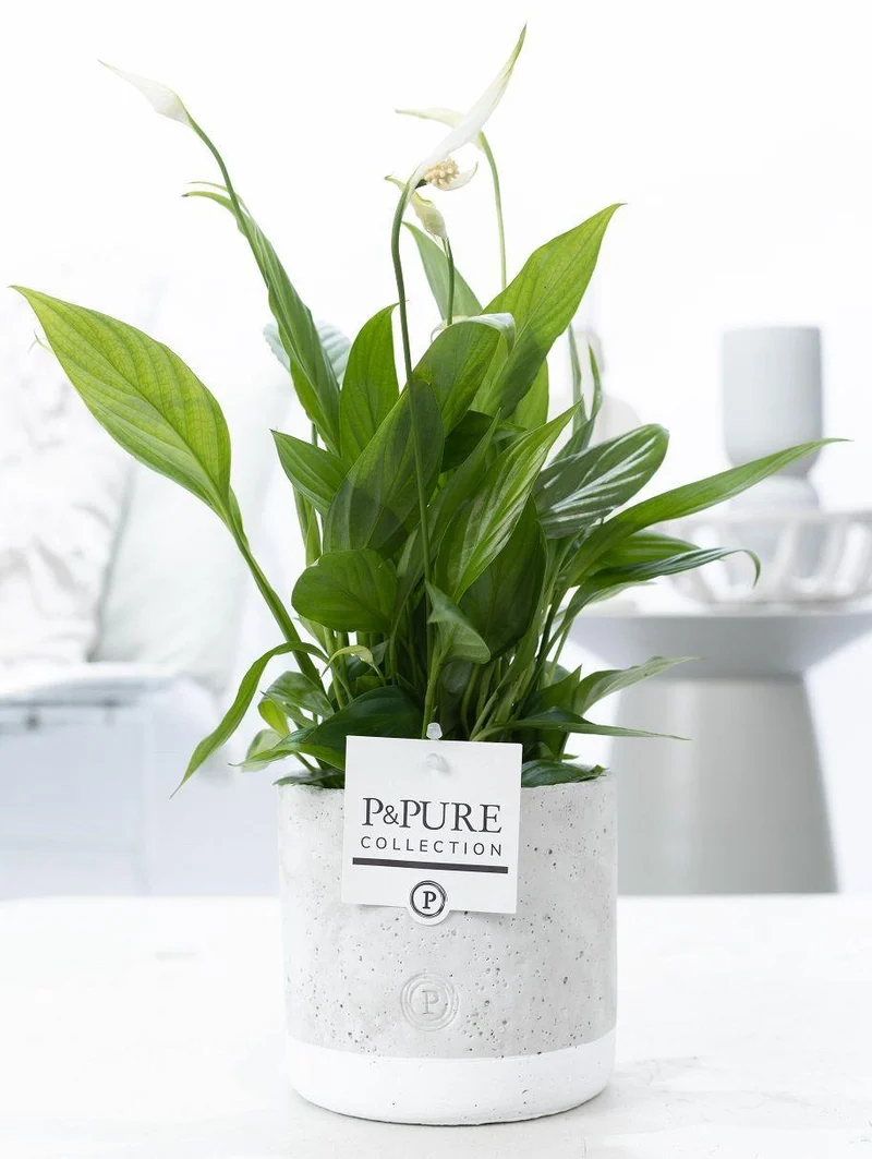 Spathiphyllum Jade Ceramics – kompakte Zimmerpflanze, 12 cm Topf, 35 cm hoch