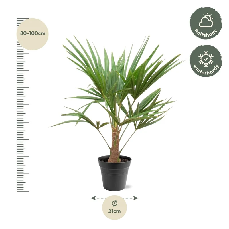 Trachycarpus fortunei – robuste Winterharte Palme, 21 cm Topf, 90–100 cm Höhe