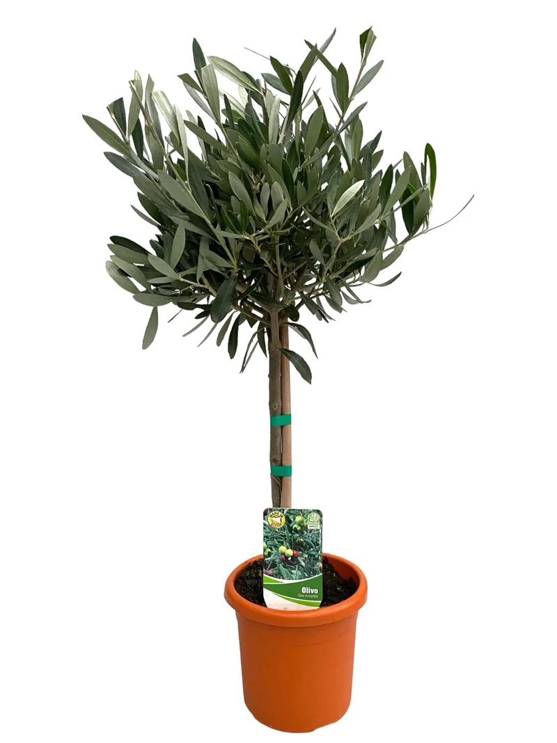 Olivenbaum auf Stamm – Olea europaea, 15 cm Topf, 60 cm hoch