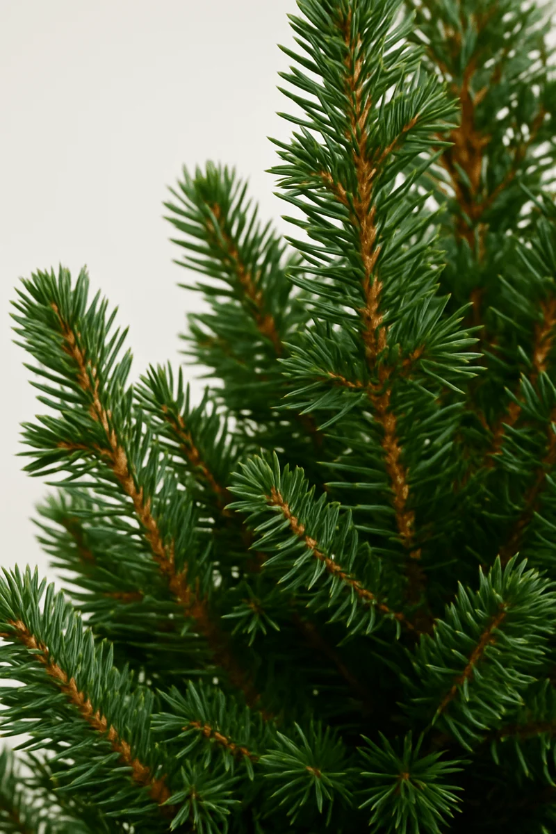 Nobilis-Tanne – Mini-Weihnachtsbaum, 30–60 cm