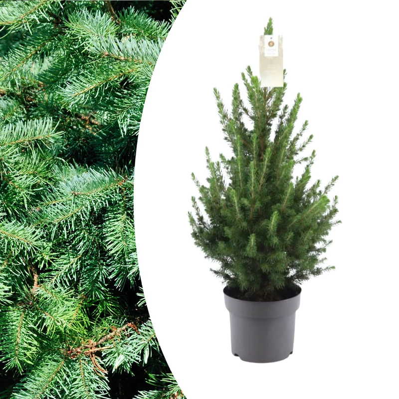 Zwergfichte ‘Conica’ – kompakter Weihnachtsbaum, 70 cm