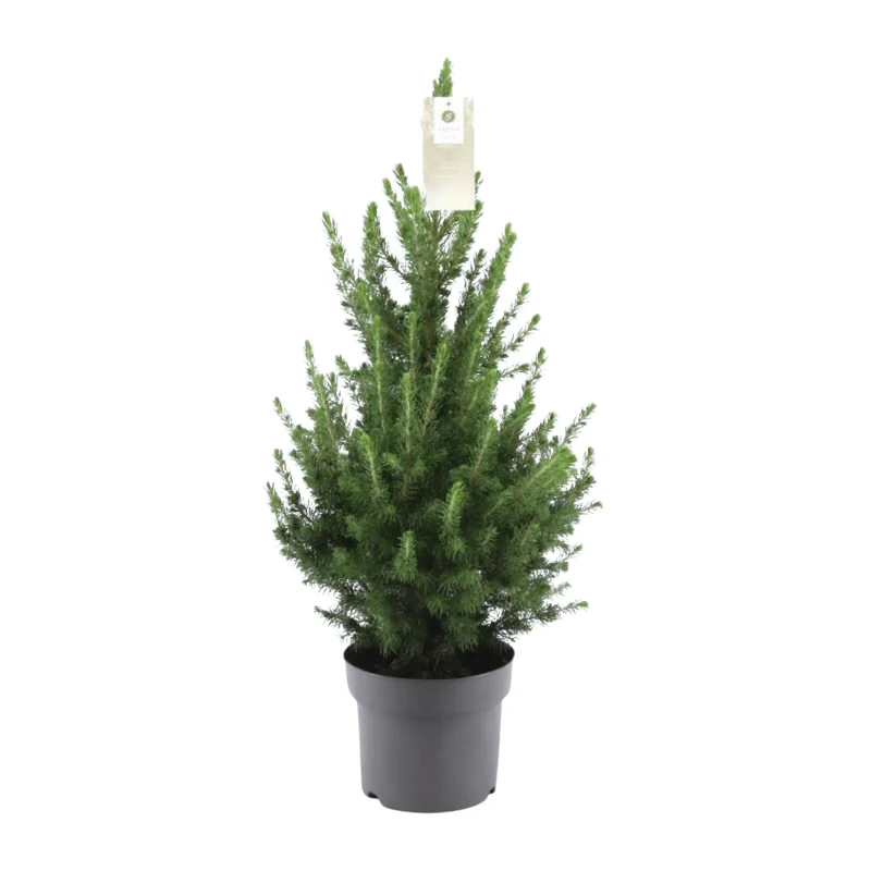 Zwergfichte ‘Conica’ – kompakter Weihnachtsbaum, 70 cm