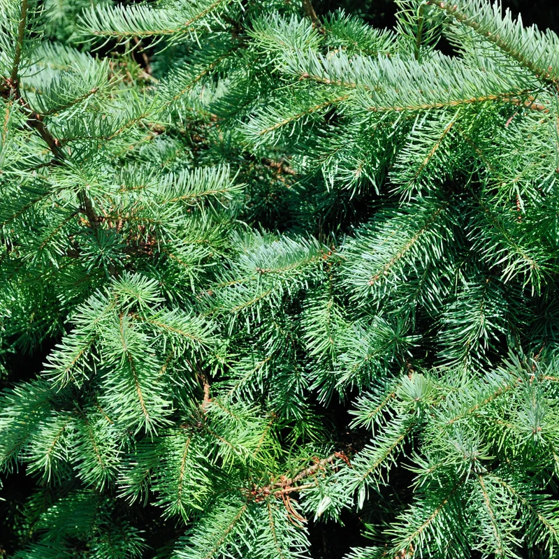 Zwergfichte ‘Conica’ – kompakter Weihnachtsbaum, 70 cm