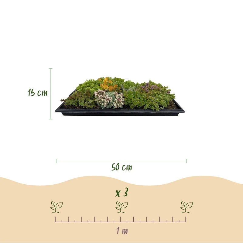 Bodendecker-Matte aus 10 Sedum-Arten – winterhart, 50 × 30 cm