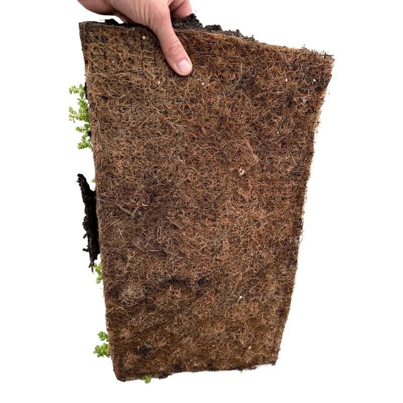 Bodendecker-Matte aus 10 Sedum-Arten – winterhart, 50 × 30 cm