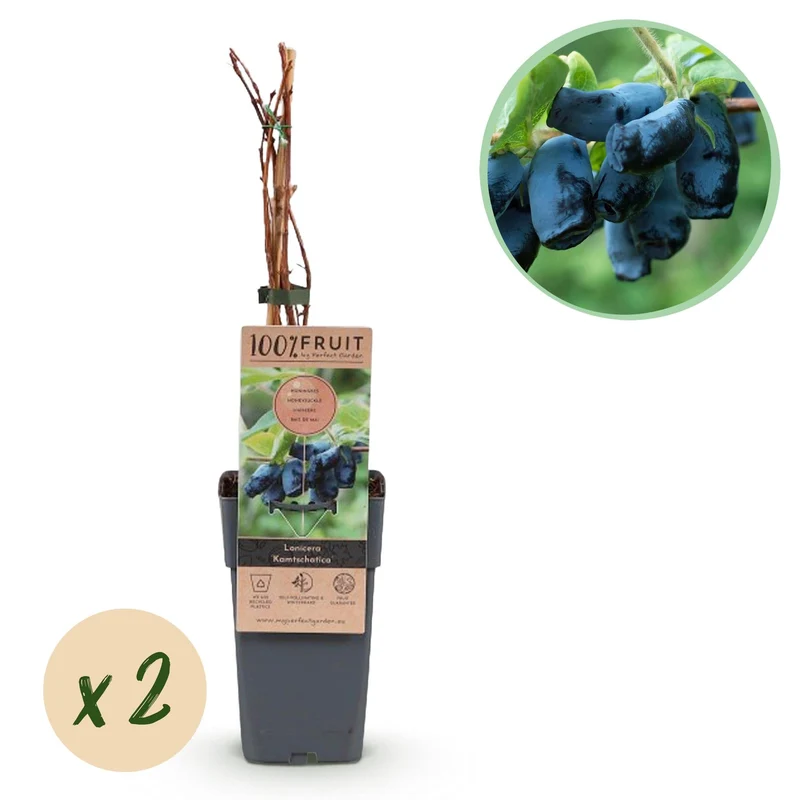 Honigbeere (Lonicera caerulea ‘Kamchatika’) – 2 Pflanzen, 15 cm Topf, 50 cm hoch