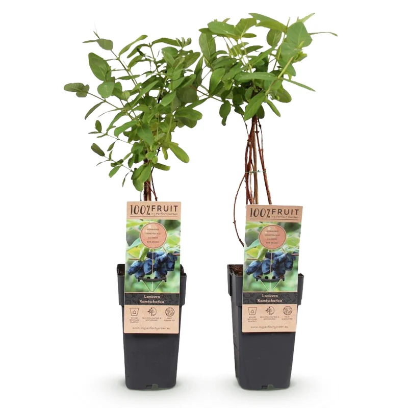 Honigbeere (Lonicera caerulea ‘Kamchatika’) – 2 Pflanzen, 15 cm Topf, 50 cm hoch