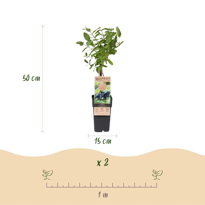 Honigbeere (Lonicera caerulea ‘Kamchatika’) – 2 Pflanzen, 15 cm Topf, 50 cm hoch