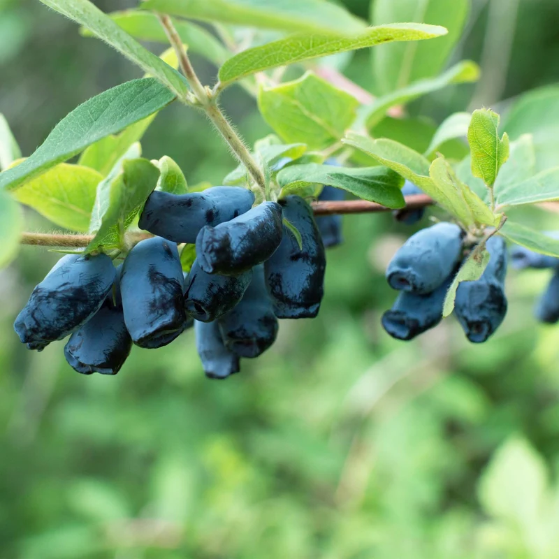 Honigbeere (Lonicera caerulea ‘Kamchatika’) – 2 Pflanzen, 15 cm Topf, 50 cm hoch