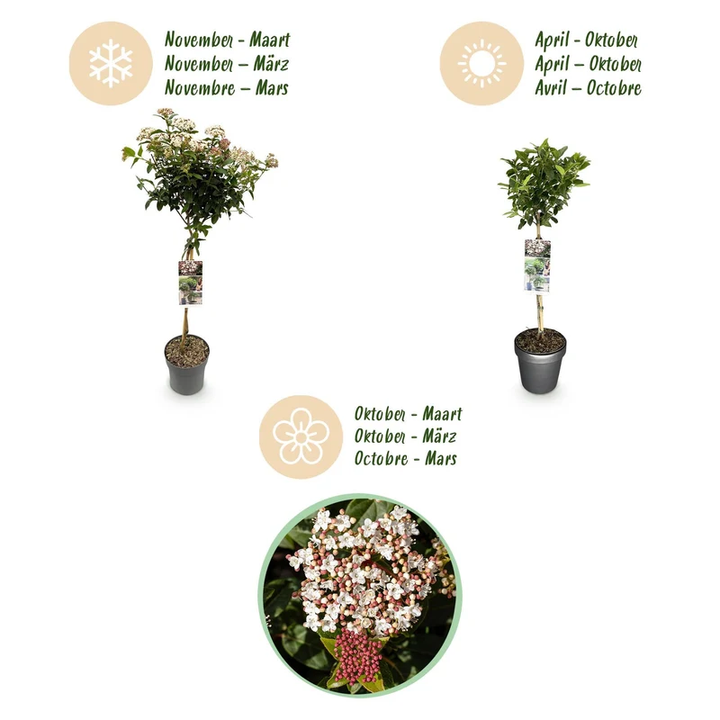 Immergrüne Stamm-Pflanze Viburnum tinus – weiß-rosa Blüte – Topf 19 cm, Höhe 90 cm
