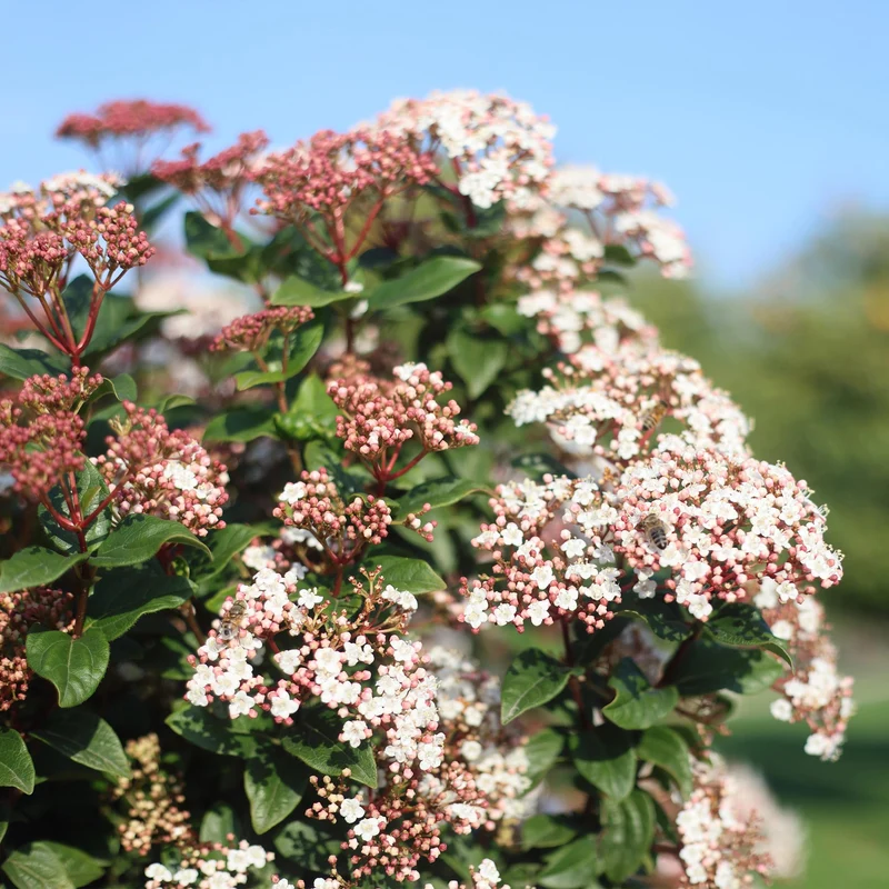 Immergrüne Stamm-Pflanze Viburnum tinus – weiß-rosa Blüte – Topf 19 cm, Höhe 90 cm