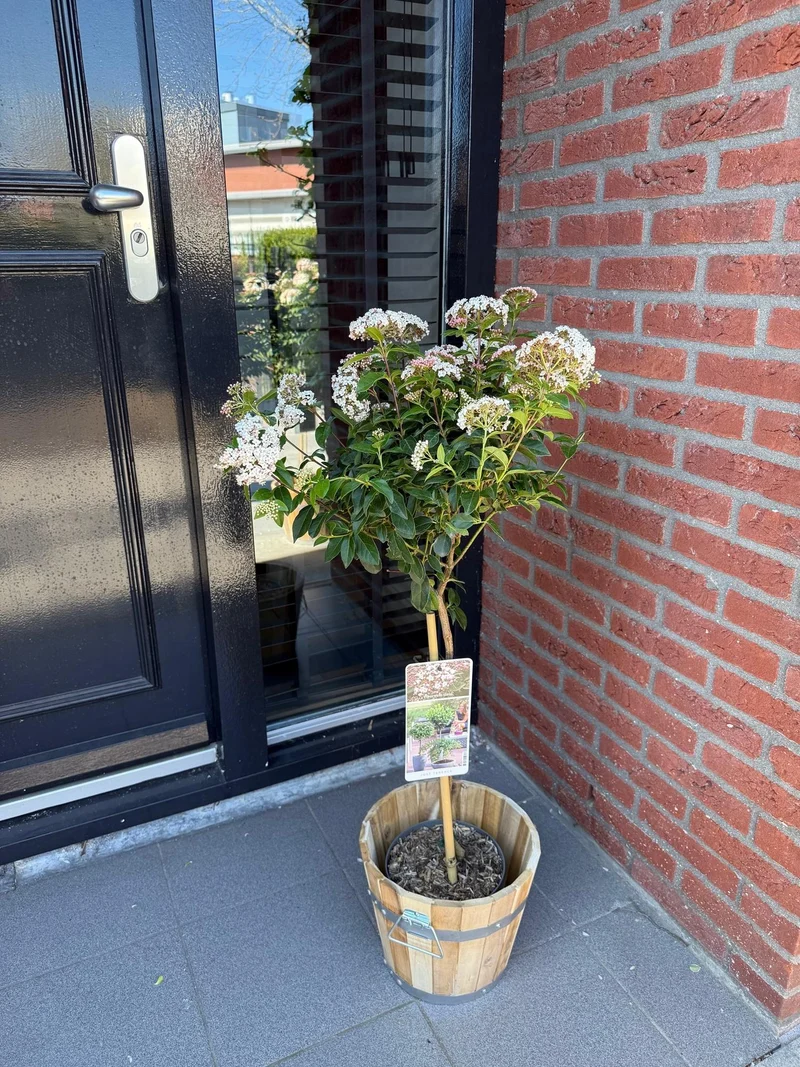 Immergrüne Stamm-Pflanze Viburnum tinus – weiß-rosa Blüte – Topf 19 cm, Höhe 90 cm