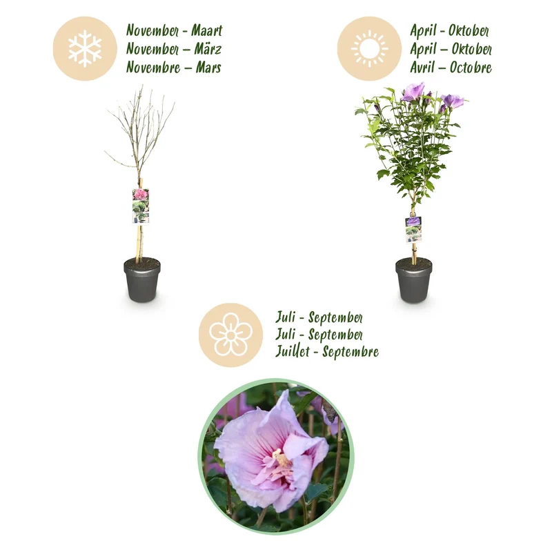 Hibiskus-Stamm ‘Lavender Chiffon’® – winterharte Terrassenpflanze, 19 cm Topf, 90 cm Höhe