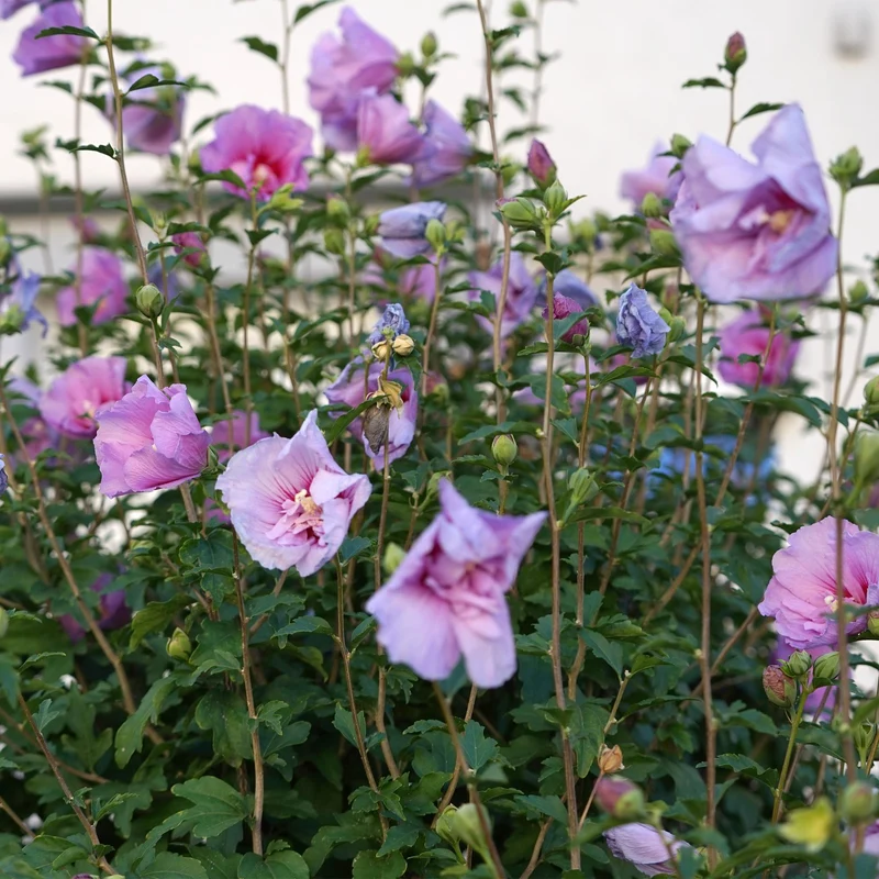 Hibiskus-Stamm ‘Lavender Chiffon’® – winterharte Terrassenpflanze, 19 cm Topf, 90 cm Höhe