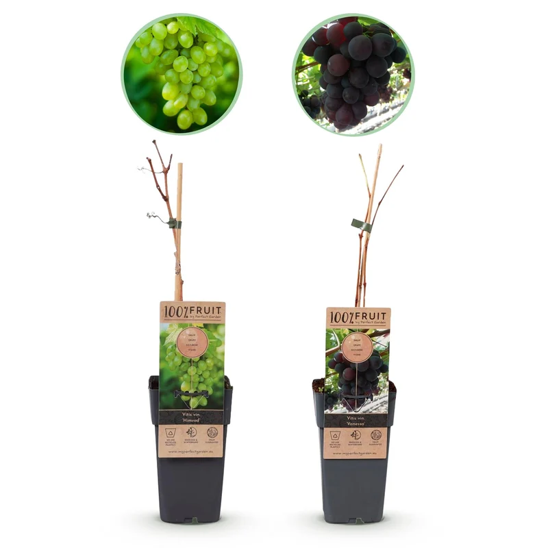 GreenboutiQ - Roślina owocowa - Winogrono fioletowe i białe - Vitis vinifera Vanessa i Himrod - Bezpestkowe - 2 rośliny - Doniczka 15 cm, wysokość 50 cm
