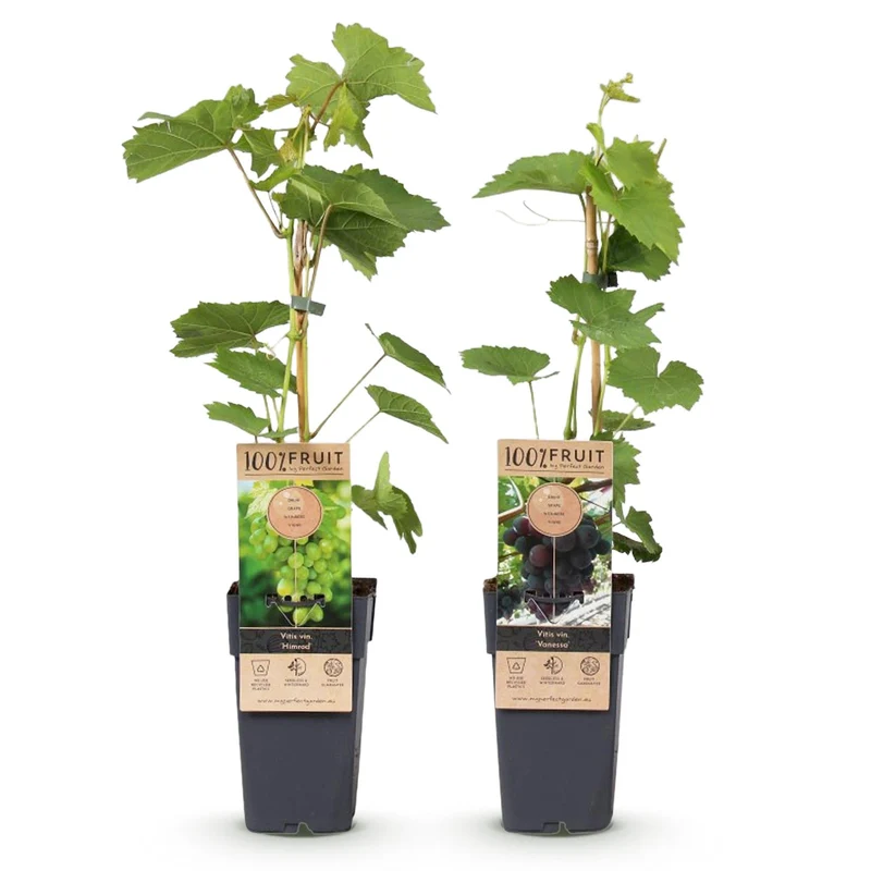 GreenboutiQ - Roślina owocowa - Winogrono fioletowe i białe - Vitis vinifera Vanessa i Himrod - Bezpestkowe - 2 rośliny - Doniczka 15 cm, wysokość 50 cm