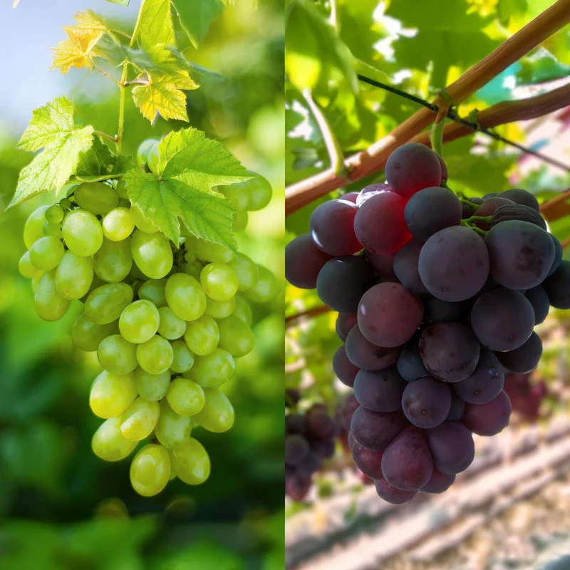 GreenboutiQ - Roślina owocowa - Winogrono fioletowe i białe - Vitis vinifera Vanessa i Himrod - Bezpestkowe - 2 rośliny - Doniczka 15 cm, wysokość 50 cm