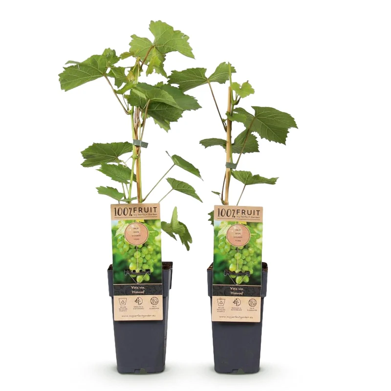 Vitis vinifera ‘Himrod’ – kernlose weiße Tafeltraube, 2 Pflanzen, 15 cm Topf, 50 cm Höhe