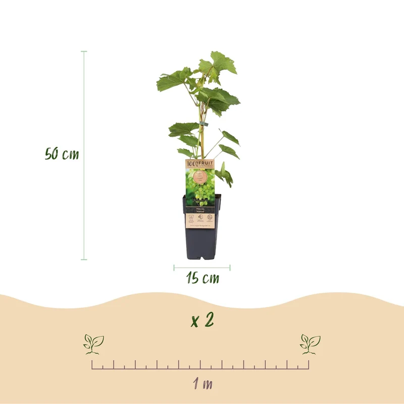 Vitis vinifera ‘Himrod’ – kernlose weiße Tafeltraube, 2 Pflanzen, 15 cm Topf, 50 cm Höhe