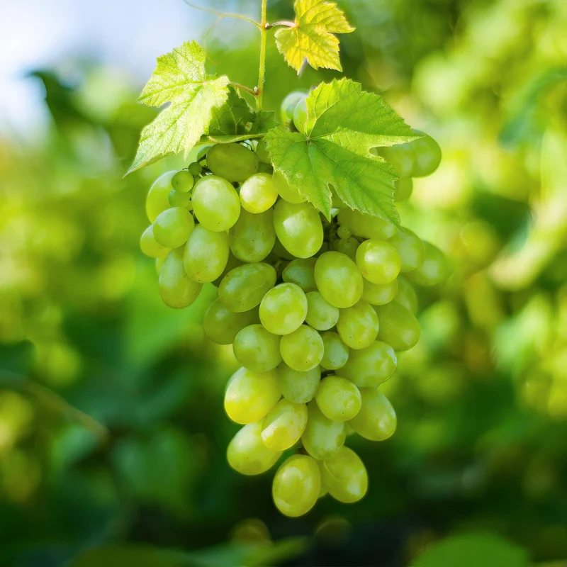 Vitis vinifera ‘Himrod’ – kernlose weiße Tafeltraube, 2 Pflanzen, 15 cm Topf, 50 cm Höhe