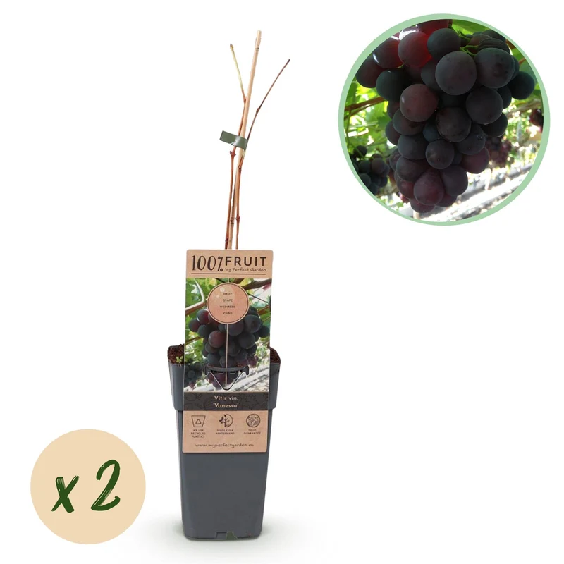 Winorośl bezpestkowa 'Vanessa' – Vitis vinifera, 2 rośliny, doniczka 15 cm, wysokość 50 cm