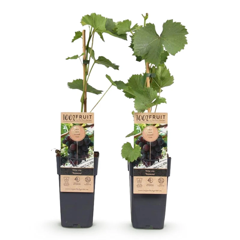 Winorośl bezpestkowa 'Vanessa' – Vitis vinifera, 2 rośliny, doniczka 15 cm, wysokość 50 cm