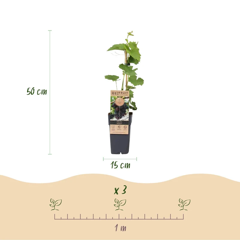 Winorośl bezpestkowa 'Vanessa' – Vitis vinifera, 2 rośliny, doniczka 15 cm, wysokość 50 cm