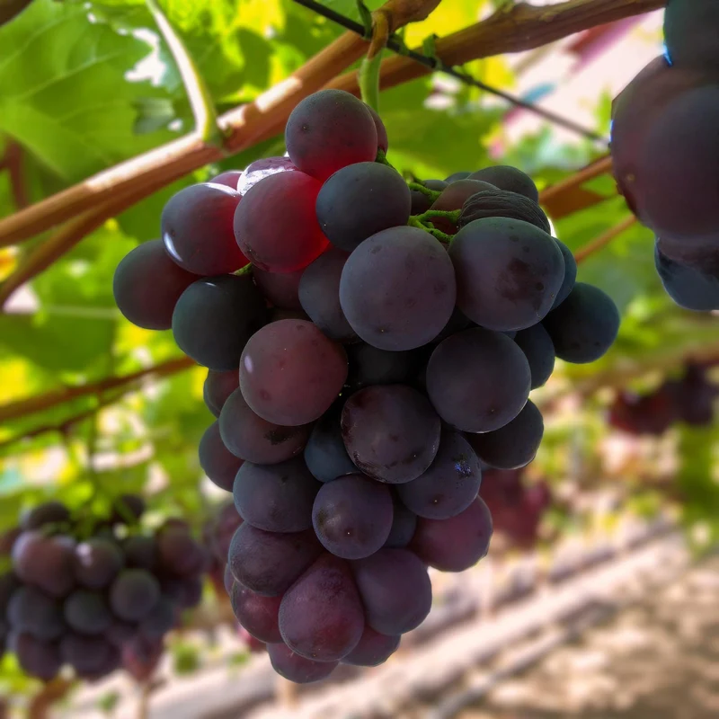Winorośl bezpestkowa 'Vanessa' – Vitis vinifera, 2 rośliny, doniczka 15 cm, wysokość 50 cm