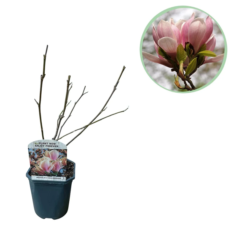 Magnolia soulangiana – Strauch mit hellrosa Blüten, 17 cm Topf, 45 cm Höhe