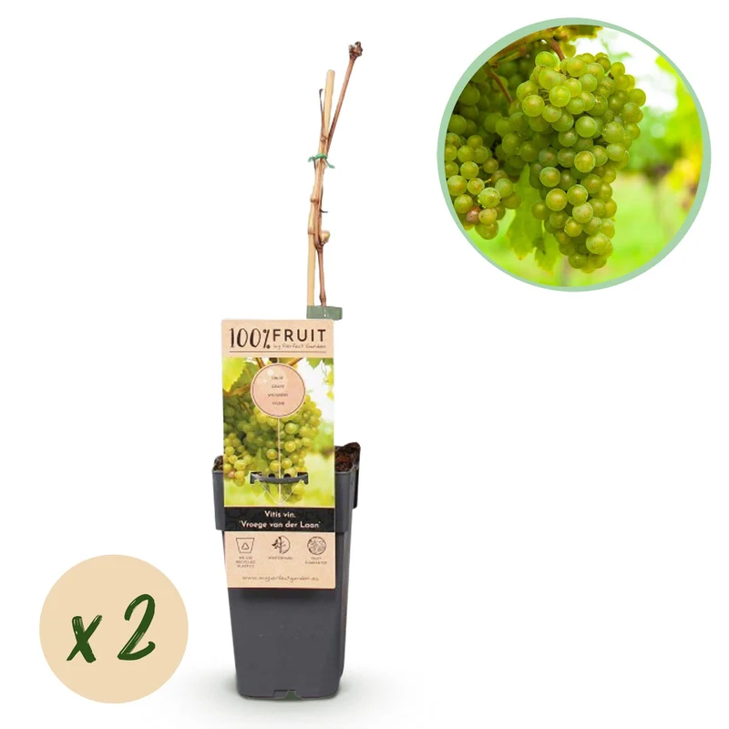 GreenboutiQ - Fruit plant - White grape - Vitis vinifera Frühzeit von der Laan - 2 plants - Pot 15cm Height 50cm