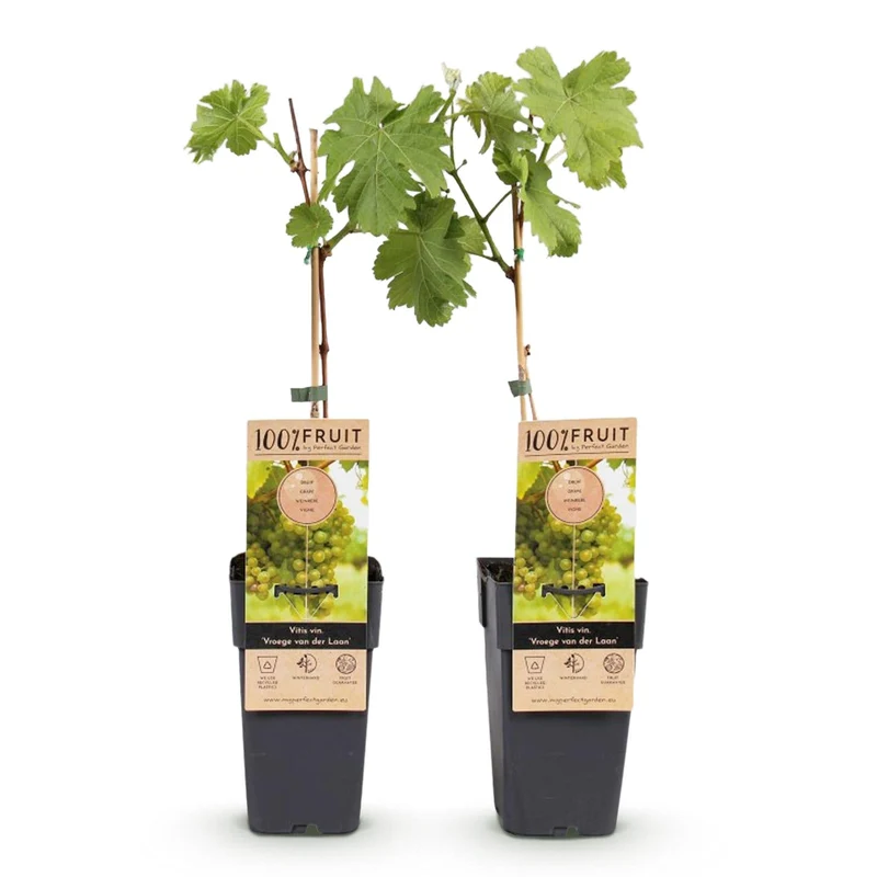 GreenboutiQ - Fruit plant - White grape - Vitis vinifera Frühzeit von der Laan - 2 plants - Pot 15cm Height 50cm