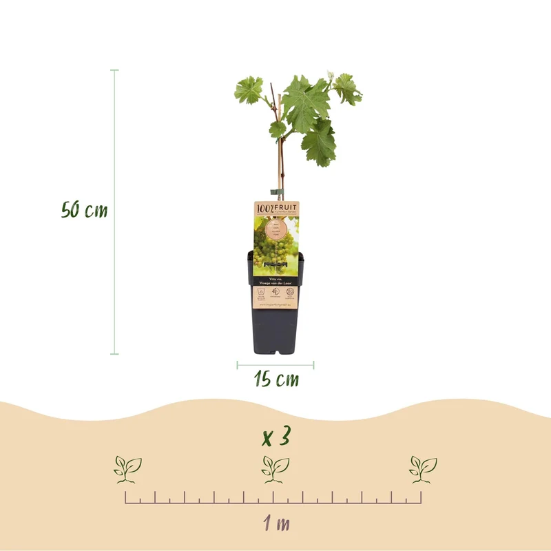 GreenboutiQ - Fruit plant - White grape - Vitis vinifera Frühzeit von der Laan - 2 plants - Pot 15cm Height 50cm
