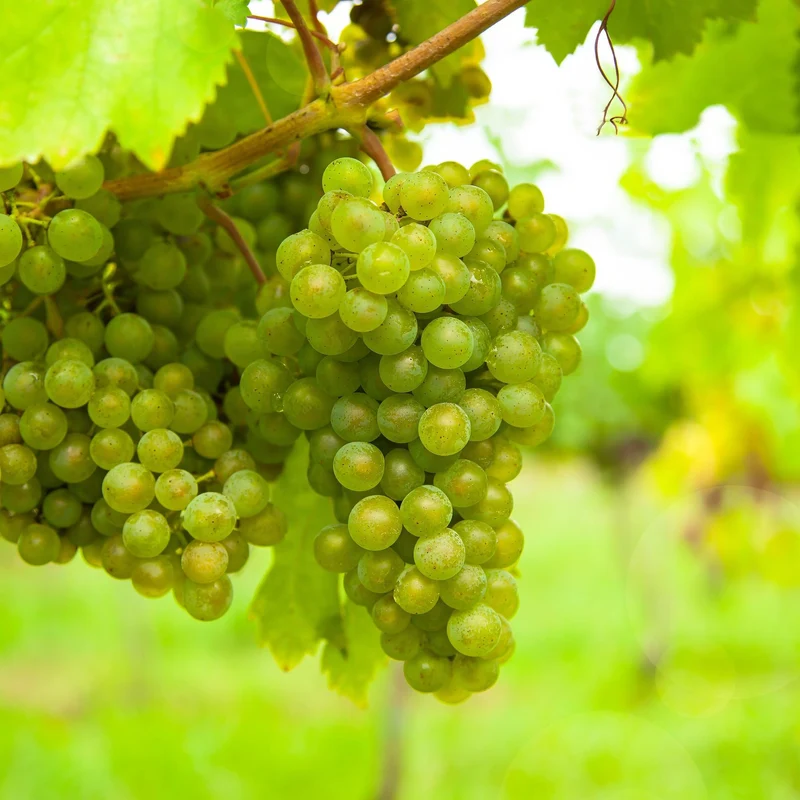 GreenboutiQ - Fruit plant - White grape - Vitis vinifera Frühzeit von der Laan - 2 plants - Pot 15cm Height 50cm