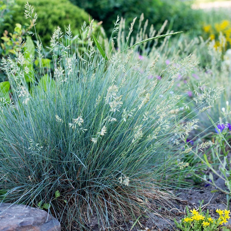 Blåsvingel 'Intense Blue' (Festuca glauca) – stedsegrøn, 17 cm potte, 50 cm højde